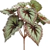 Aldik Home Desk Plants | Tropical Plants & Flowers<Begonia Leaf Bush 9 in.