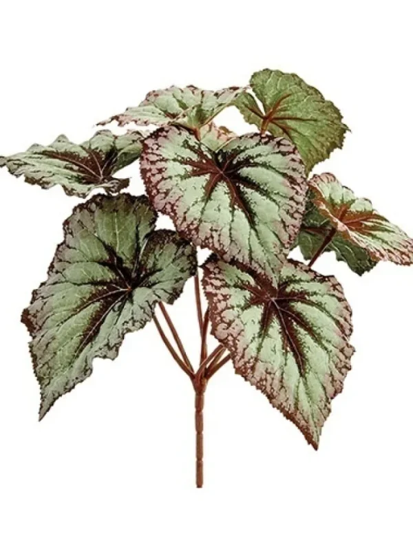 Aldik Home Desk Plants | Tropical Plants & Flowers<Begonia Leaf Bush 9 in.