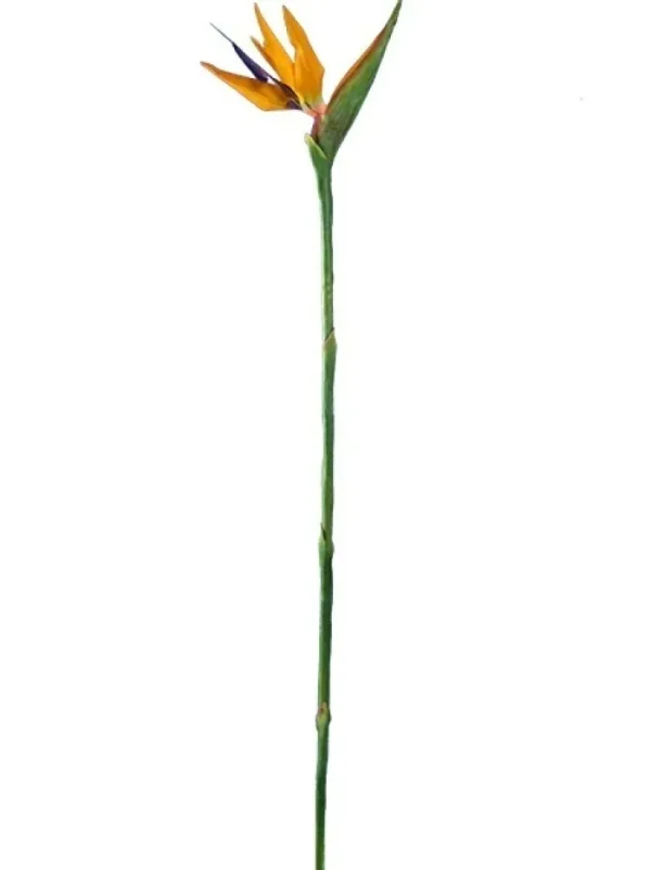 Aldik Home Tropical Plants & Flowers<Bird of Paradise 38 in.