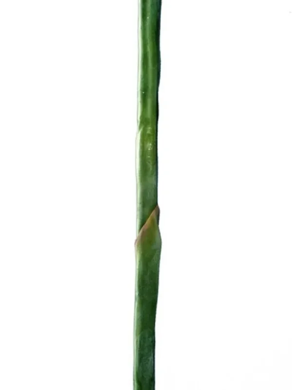 Aldik Home Tropical Plants & Flowers<Bird of Paradise 38 in.