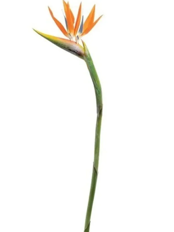 Aldik Home Tropical Plants & Flowers<Bird of Paradise 46 in. Orange