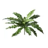 Aldik Home Desk Plants | Tropical Plants & Flowers<Birds Nest Fern 16.5 in.