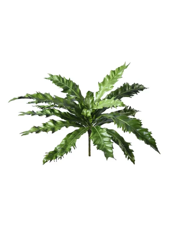 Aldik Home Desk Plants | Tropical Plants & Flowers<Birds Nest Fern 16.5 in.