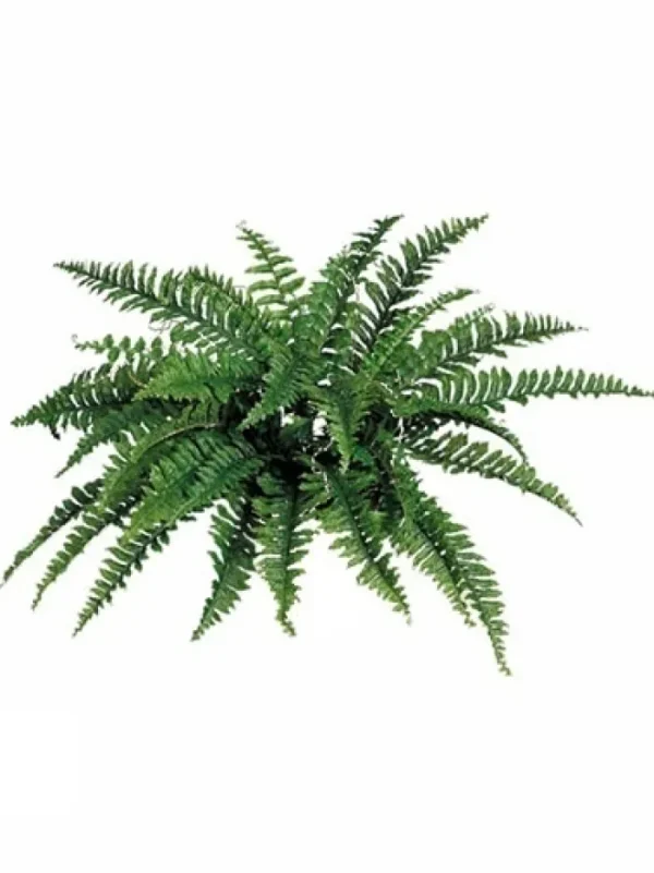Aldik Home Tropical Plants & Flowers<Boston Fern 34 in.