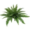 Aldik Home Tropical Plants & Flowers<Boston Fern 28 in.