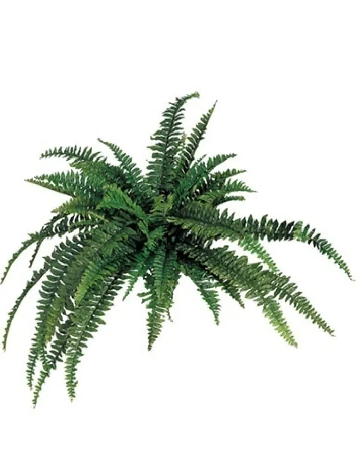 boston_fern__in_0-2.webp Aldik Home Tropical Plants & Flowers<Boston Fern 48 in.