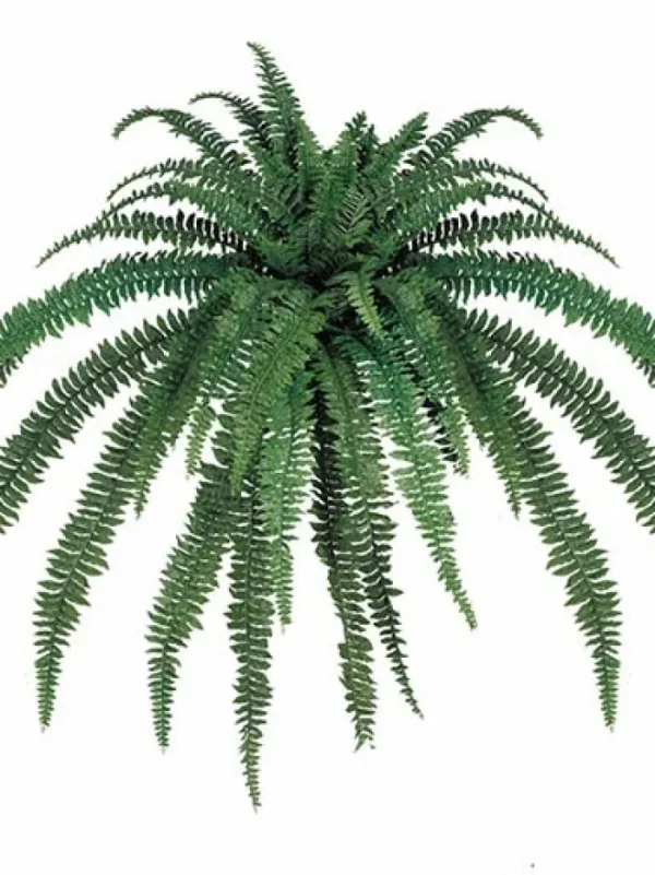 Aldik Home Tropical Plants & Flowers<Boston Fern 82 in.