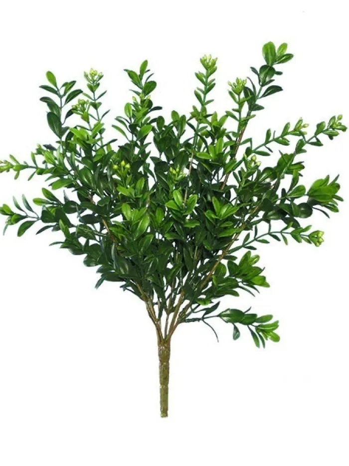 boxwood_bush_mini__in_gre_0.webp Aldik Home Desk Plants<Boxwood Bush Mini 12 in. Green