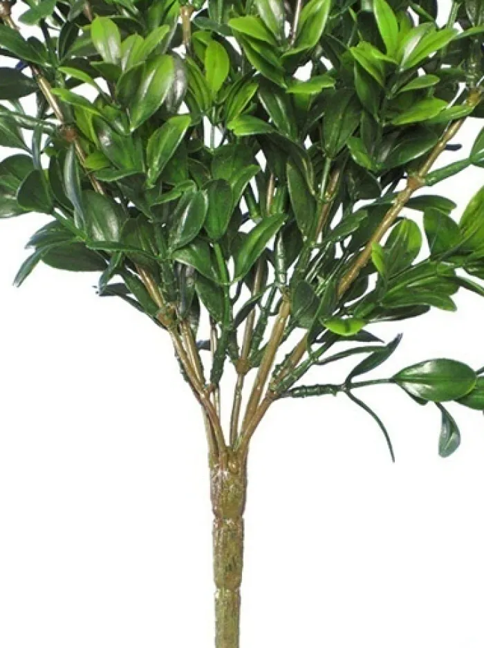 boxwood_bush_mini__in_gre_1.webp Aldik Home Desk Plants<Boxwood Bush Mini 12 in. Green