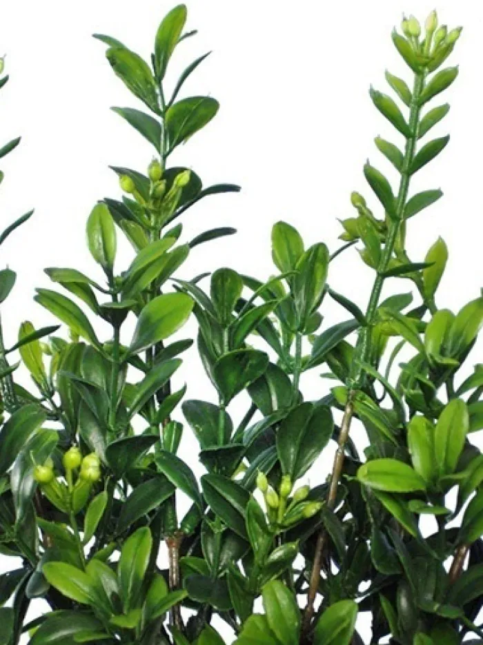 boxwood_bush_mini__in_gre_2.webp Aldik Home Desk Plants<Boxwood Bush Mini 12 in. Green