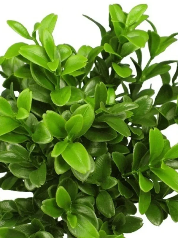 Aldik Home Desk Plants<Boxwood Spray 18.5 in. Green