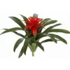Aldik Home Desk Plants | Tropical Plants & Flowers<Bromeliad 19 in.