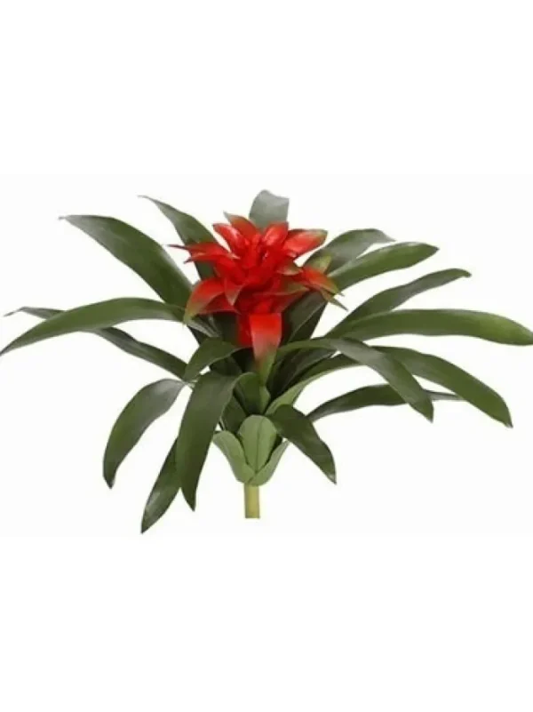 Aldik Home Desk Plants | Tropical Plants & Flowers<Bromeliad 19 in.
