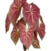 Aldik Home Desk Plants | Tropical Plants & Flowers<Caladium Bush 15 in. Red