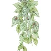 Aldik Home Tropical Plants & Flowers<Caladium Hanging Bush 21 in. Pink/Green