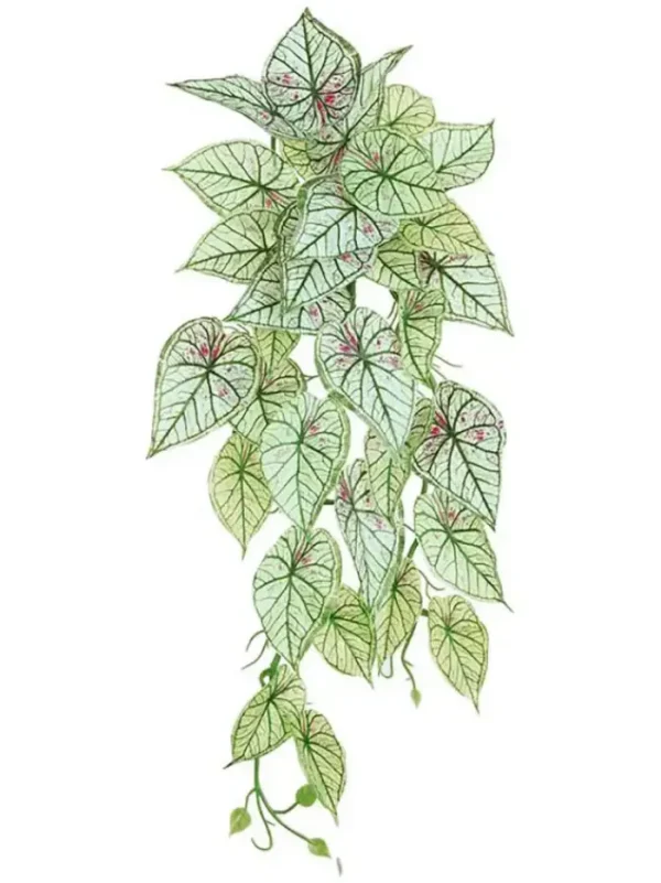 Aldik Home Tropical Plants & Flowers<Caladium Hanging Bush 21 in. Pink/Green
