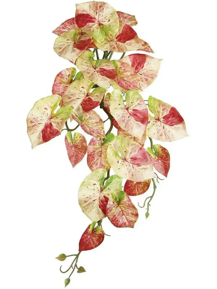 caladium_hanging_bush__in_0.webp Aldik Home Tropical Plants & Flowers<Caladium Hanging Bush 21 in. Pink