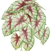 Aldik Home Desk Plants | Tropical Plants & Flowers<Caladium Leaf Vine 13 in. Bur/Green/White