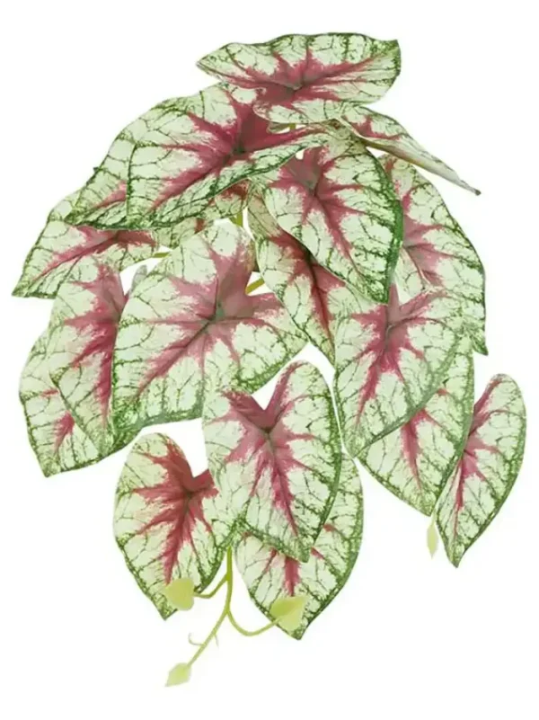 Aldik Home Desk Plants | Tropical Plants & Flowers<Caladium Leaf Vine 13 in. Bur/Green/White