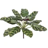 Aldik Home Desk Plants<Calathea Makoyana 16 in. Variegated/Purple