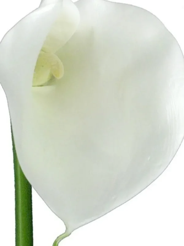 Aldik Home Silk Lilies<Calla Lily 29.5 in. White