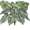 Aldik Home Desk Plants | Tropical Plants & Flowers<Calladium Bush 18 in.