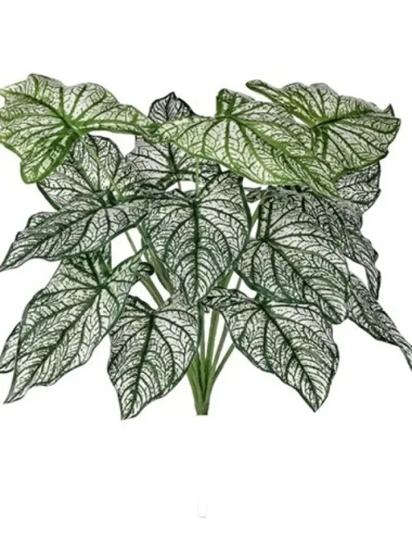 Aldik Home Desk Plants | Tropical Plants & Flowers<Calladium Bush 18 in.