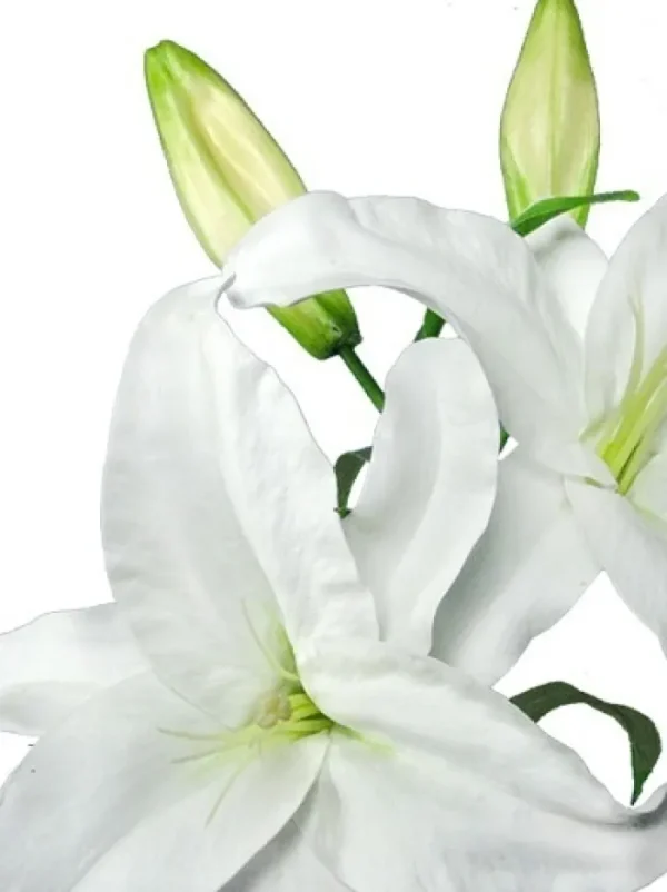 Aldik Home Silk Lilies<Casablanca Lily 39 in. White
