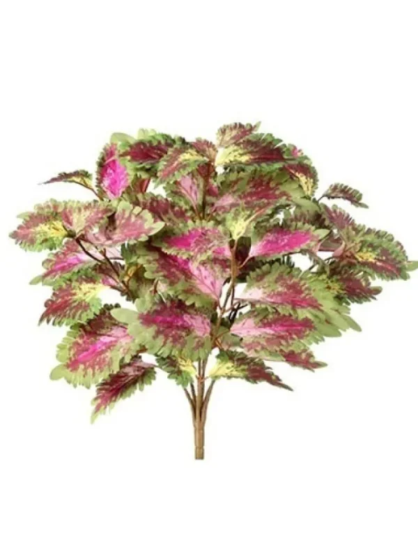 Aldik Home Desk Plants<Coleus Bush 18 in. Green / Purple