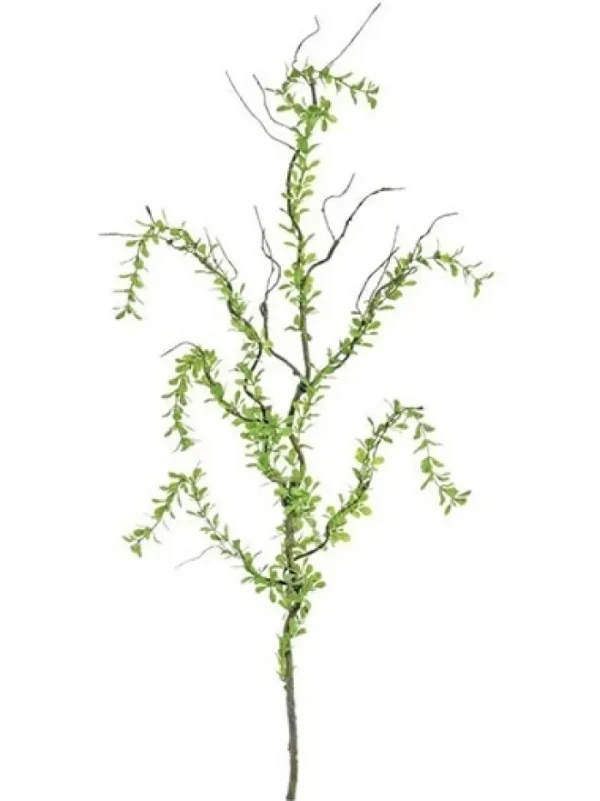 Aldik Home Tropical Plants & Flowers<Creeping Plagiomnium 40 in. Green