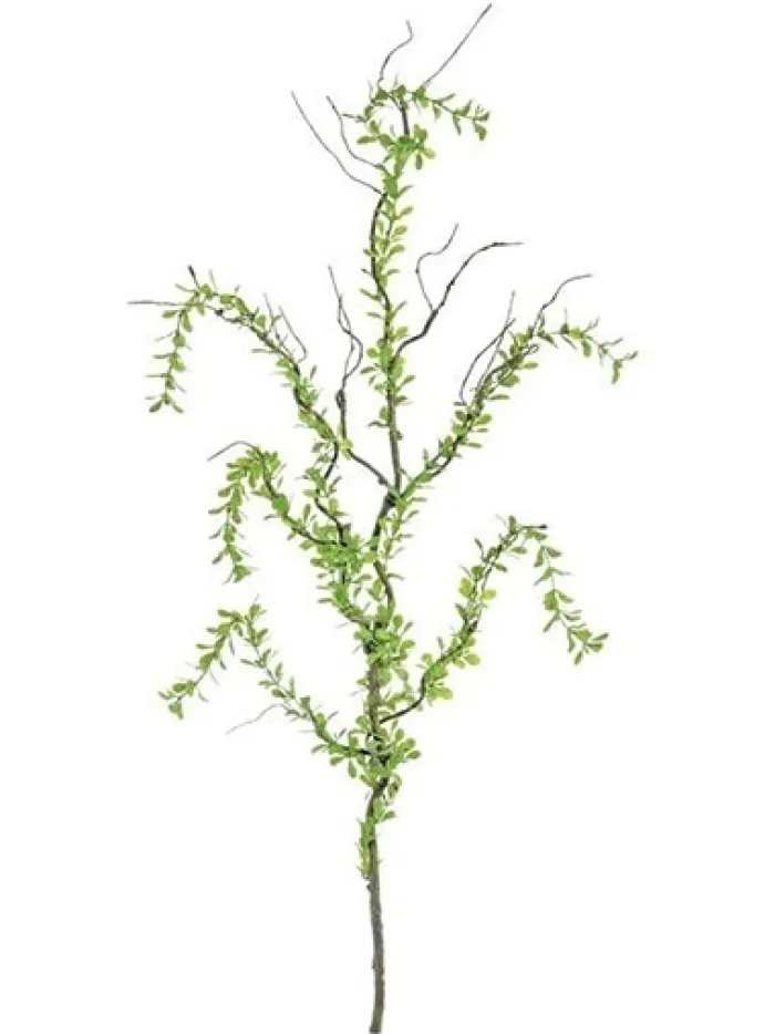 creeping_plagiomnium__in__0.webp Aldik Home Tropical Plants & Flowers<Creeping Plagiomnium 40 in. Green