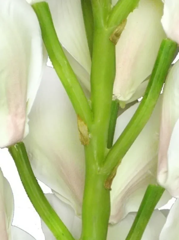 Aldik Home Silk Orchids<Cymbidium Orchid 41 in. White