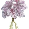 Aldik Home Desk Plants | Tropical Plants & Flowers<Dragon Coleus Plant 16 in. Burgundy / Mauve