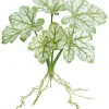 Aldik Home Desk Plants | Tropical Plants & Flowers<Dragon Coleus Plant 16 in. Green / Cream
