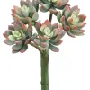 Aldik Home Echeverias<Echeveria 9 in. Green / Red