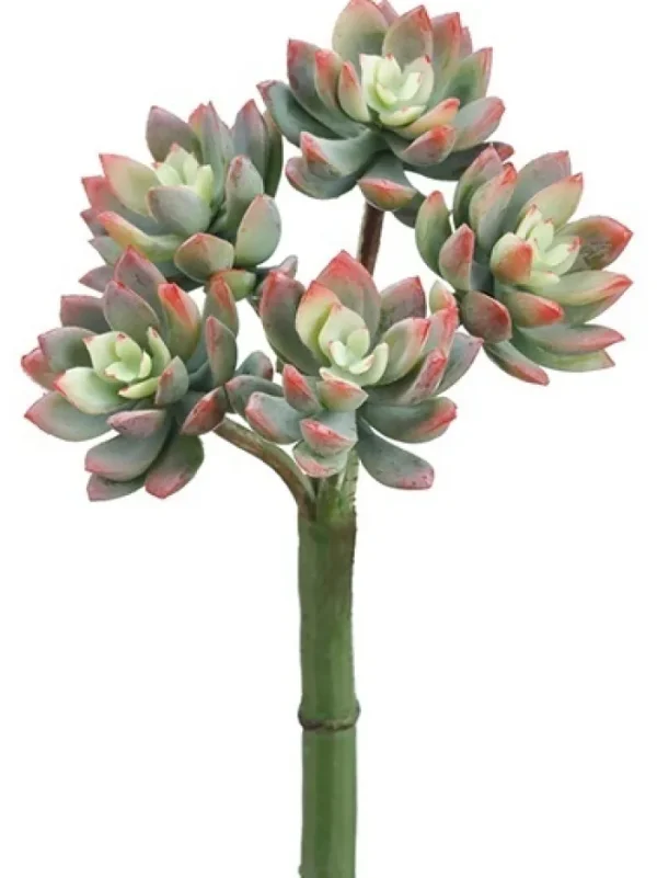 Aldik Home Echeverias<Echeveria 9 in. Green / Red