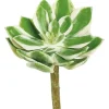 Aldik Home Echeverias<Echeveria 6.5 in. Green/Cream/Pink