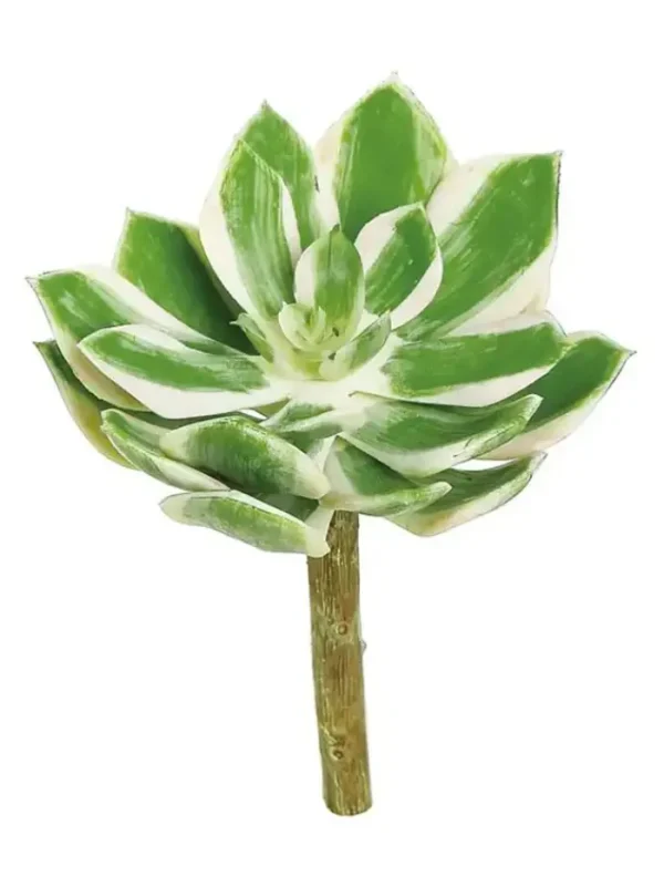 Aldik Home Echeverias<Echeveria 6.5 in. Green/Cream/Pink