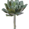Aldik Home Echeverias<Echeveria Elegans 7 in. Green/Burgundy
