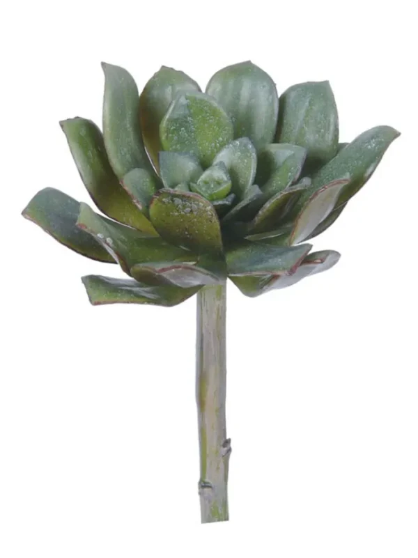 Aldik Home Echeverias<Echeveria Elegans 7 in. Green/Burgundy