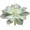 Aldik Home Echeverias<Echeveria 8in Green/Grey