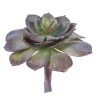 Aldik Home Echeverias<Echeveria Pearl Von 6 in. Burgundy/Green