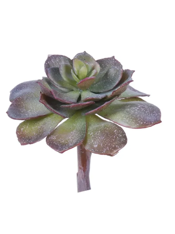 Aldik Home Echeverias<Echeveria Pearl Von 6 in. Burgundy/Green