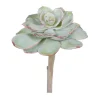 Aldik Home Echeverias<Echeveria Pearl Von 6 in. Light Green/Burgundy