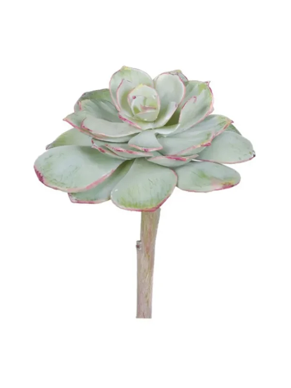 Aldik Home Echeverias<Echeveria Pearl Von 6 in. Light Green/Burgundy