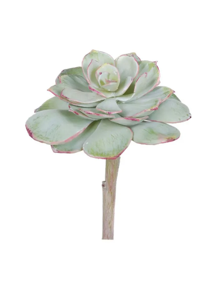 echeveria_pearl_von__in_l_0.webp Aldik Home Echeverias<Echeveria Pearl Von 6 in. Light Green/Burgundy