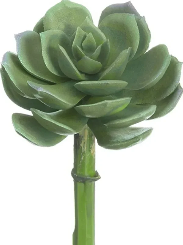 Aldik Home Echeverias<Echeveria Pick 5 in. Green / Grey