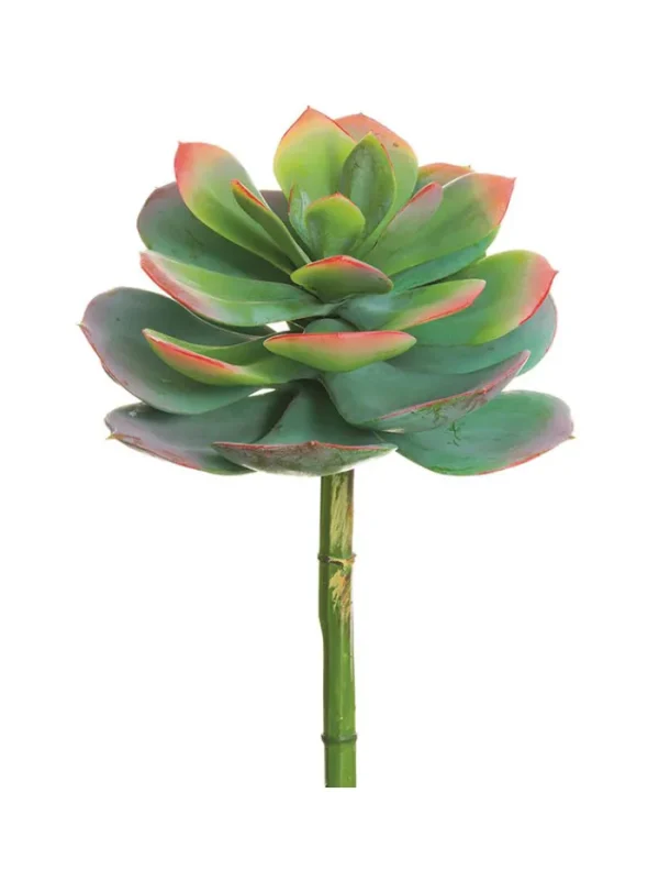 Aldik Home Echeverias<Echeveria Spray 10 in. Green/Pink