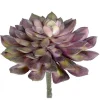 Aldik Home Echeverias<Echeveria Succulent 6 in. Purple / Green