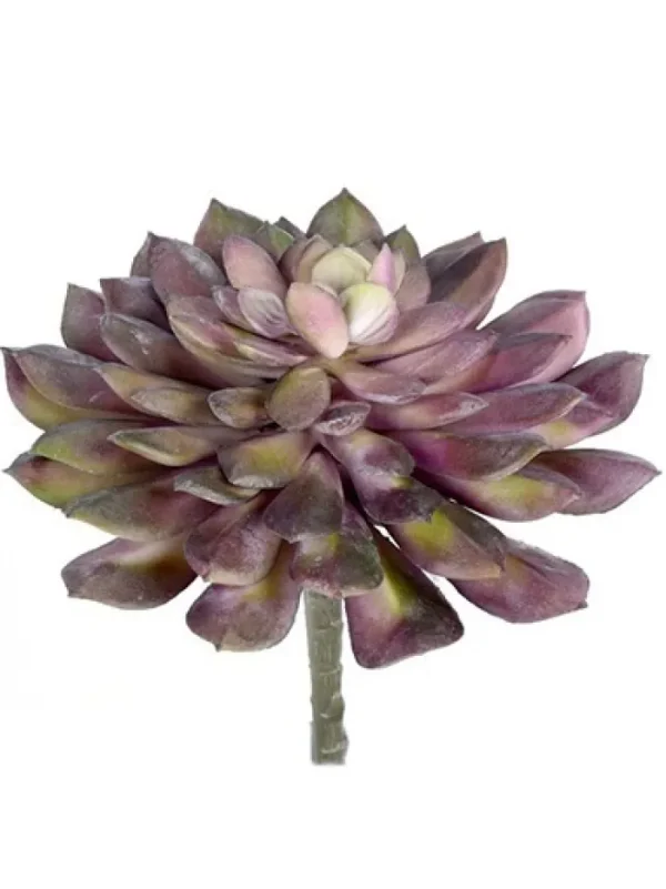 Aldik Home Echeverias<Echeveria Succulent 6 in. Purple / Green
